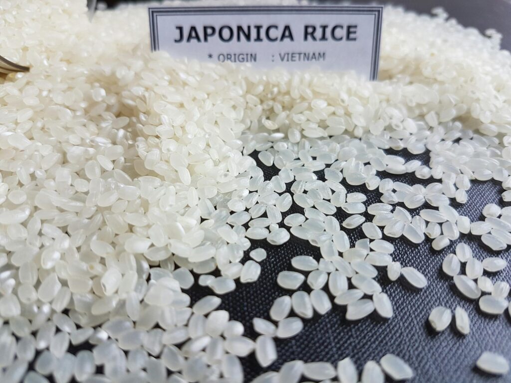 Type of Japonica rice from Vietnam.jpg