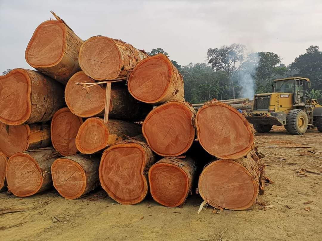 Timber-wood-from-West-Africa- African Wood Products